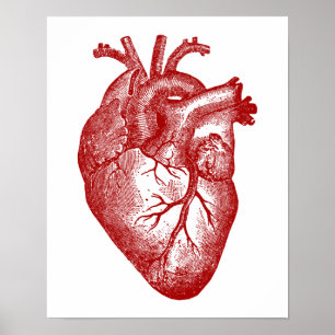 Póster Anatomía cardíaca vintage