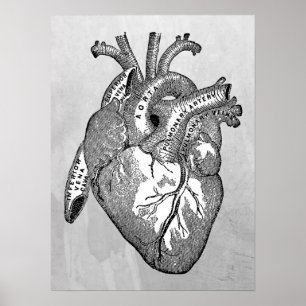 Póster anatomía cardíaca vintage
