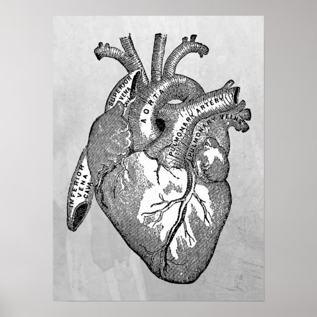 Póster anatomía cardíaca vintage (Frente)