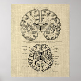 Póster Anatomía cerebral nº 9 con fondo crema