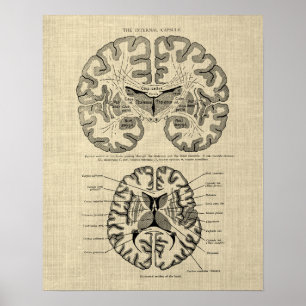 Póster Anatomía cerebral nº 9 con fondo crema