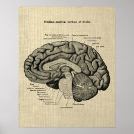 Póster Anatomía cerebral n.º 2 con fondo crema