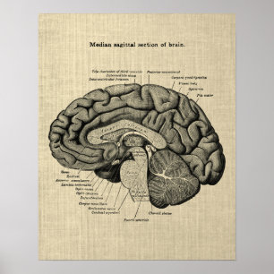 Póster Anatomía cerebral n.º 2 con fondo crema