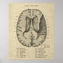 Póster Anatomía cerebral n.º 7 con fondo crema