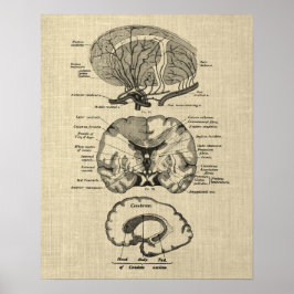 Póster Anatomía cerebral n.º 8 con fondo crema