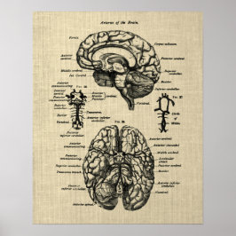Póster Anatomía cerebral no. 4 Fondo de crema