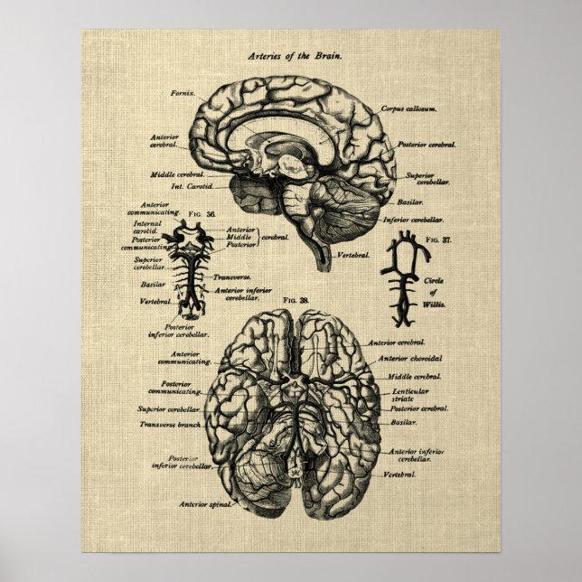 Póster Anatomía cerebral no. 4 Fondo de crema (Frente)
