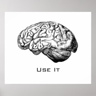 Póster Anatomía cerebral - Úsalo