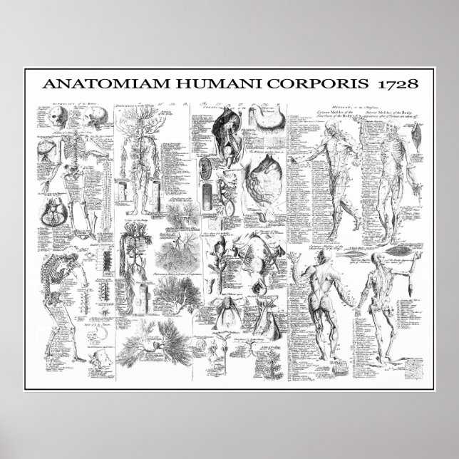 PÓSTER ANATOMÍA CORPORAL HUMANA 1728 (Frente)