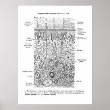Anatomía cutánea Dermatología Decor Imprimir 1