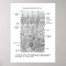Póster Anatomía cutánea Dermatología Decor Imprimir 1