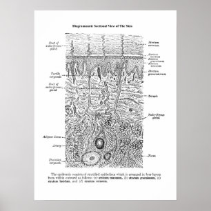 Póster Anatomía cutánea Dermatología Decor Imprimir 1