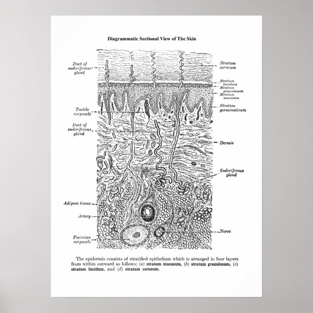 Póster Anatomía cutánea Dermatología Decor Imprimir 1 (Frente)