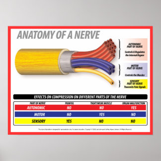 Póster Anatomía de A Nerve 2015