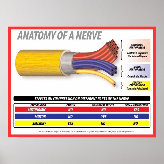 Póster Anatomía de A Nerve 2015 (Frente)