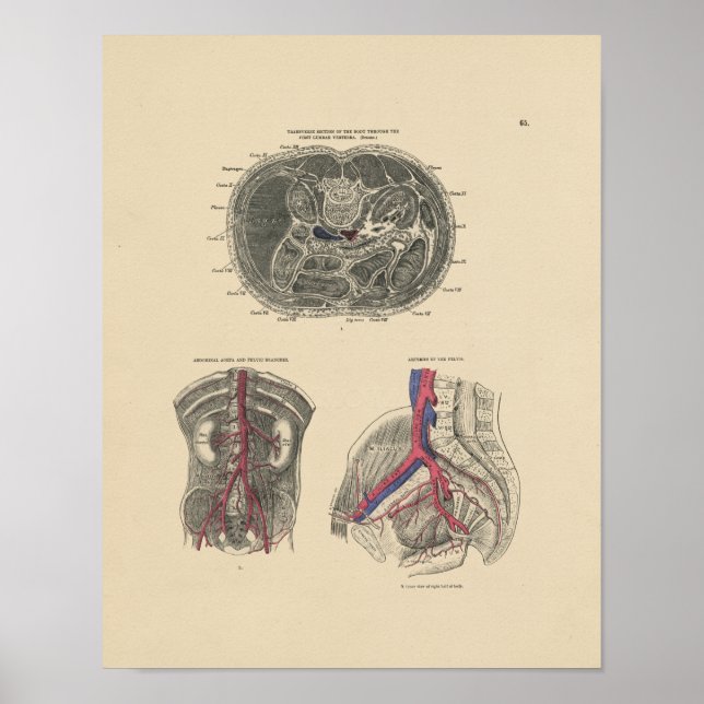 Póster Anatomía de arteria vintage 1880 Imprimir (Frente)