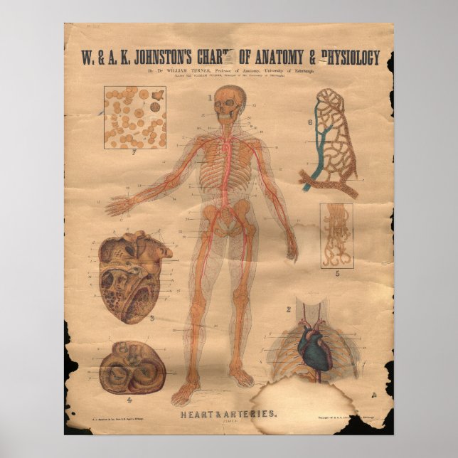Póster Anatomía de arterias cardíacas vintage 1906 (Frente)