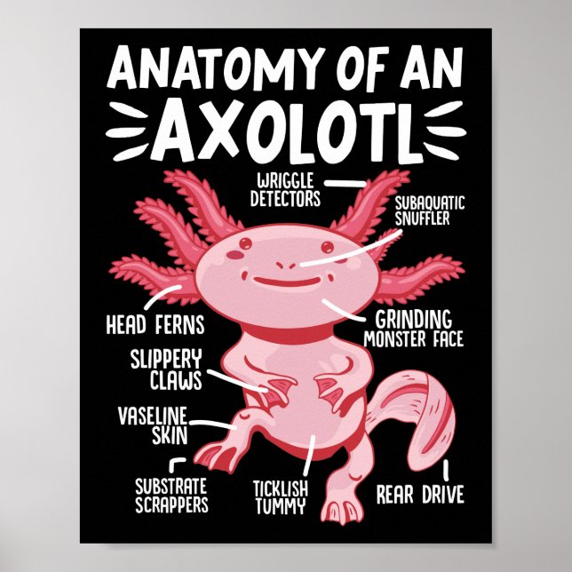Póster Anatomía De Axolotls De Un Kawaii Axolotl (Frente)