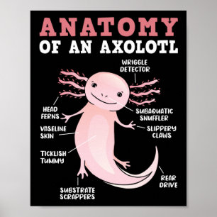 Póster Anatomía De Axolotls De Un Kawaii Axolotl