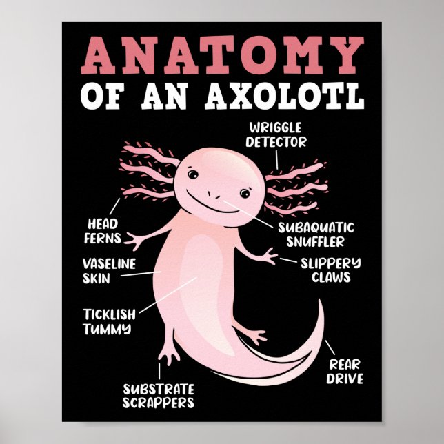 Póster Anatomía De Axolotls De Un Kawaii Axolotl (Frente)