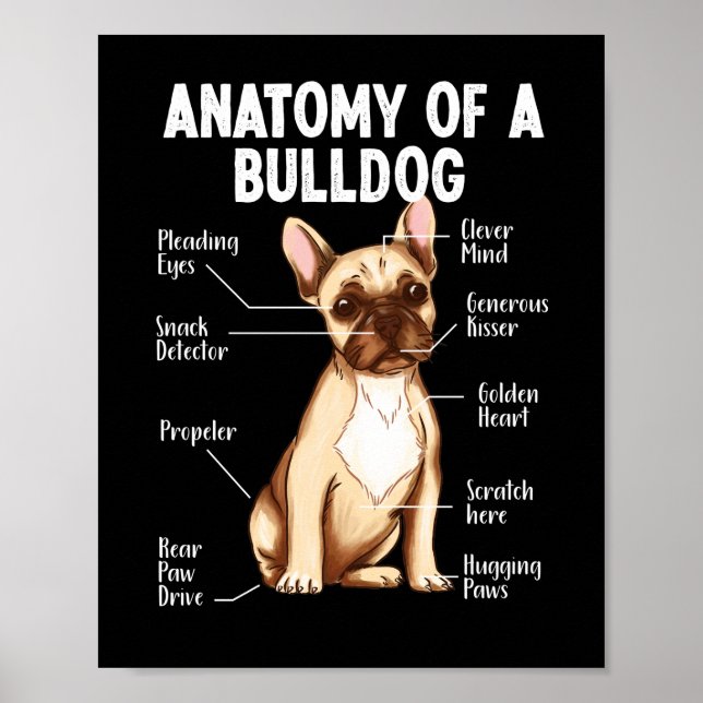 Póster Anatomía De Bulldog Francés De Una Madre Bulldog (Frente)