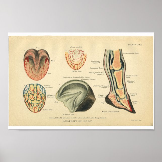Póster Anatomía de caballo vintage Imprimir peinada (Frente)