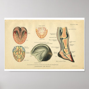 Póster Anatomía de caballo vintage Imprimir peinada