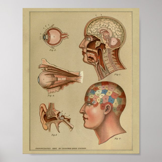 Póster Anatomía de cabeza de la fenología Imprimir cosech (Frente)