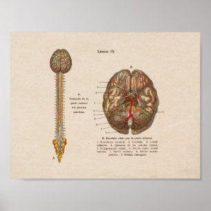Póster Anatomía de cosecha española Imprimir columna cere
