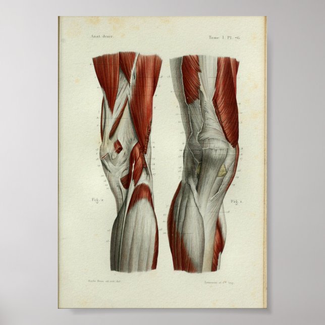 Póster Anatomía de cosecha humana Imprimir músculos Knee (Frente)