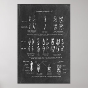 Póster Anatomía de dientes humanos
