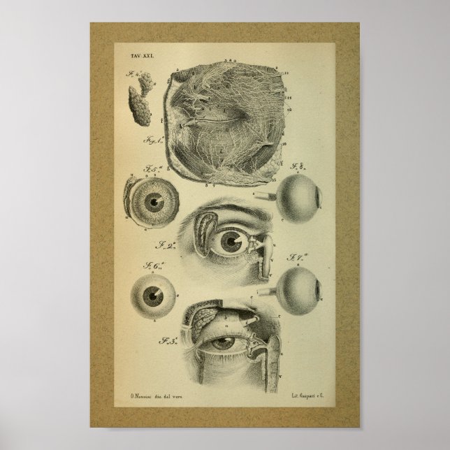 Póster Anatomía de época 1850 Vista humana impresa (Frente)