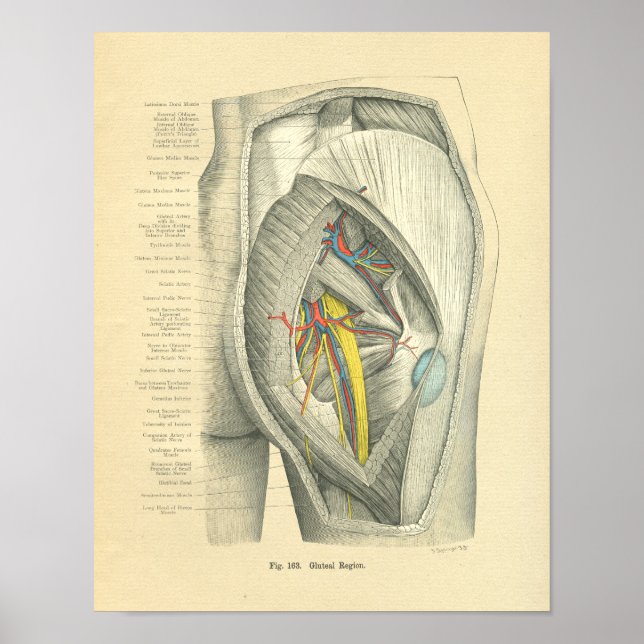 Póster Anatomía de escarcha vendimiosa de la cadera y la  (Frente)