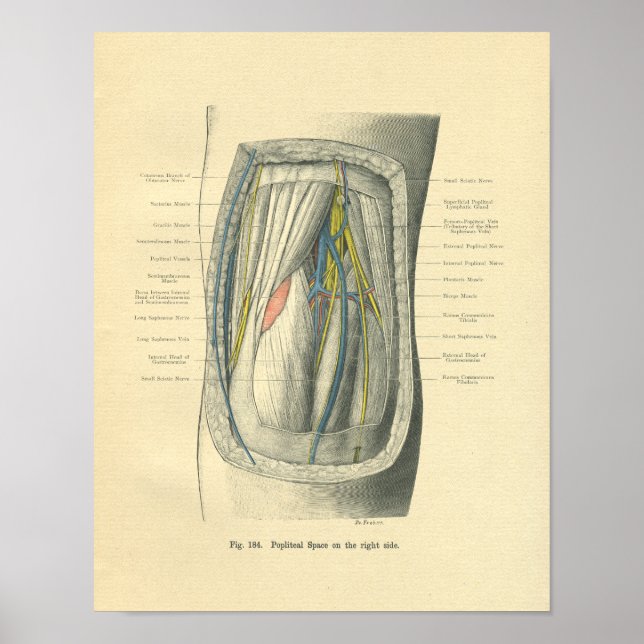 Póster Anatomía de escarcha vendimiosa de rodilla y piern (Frente)