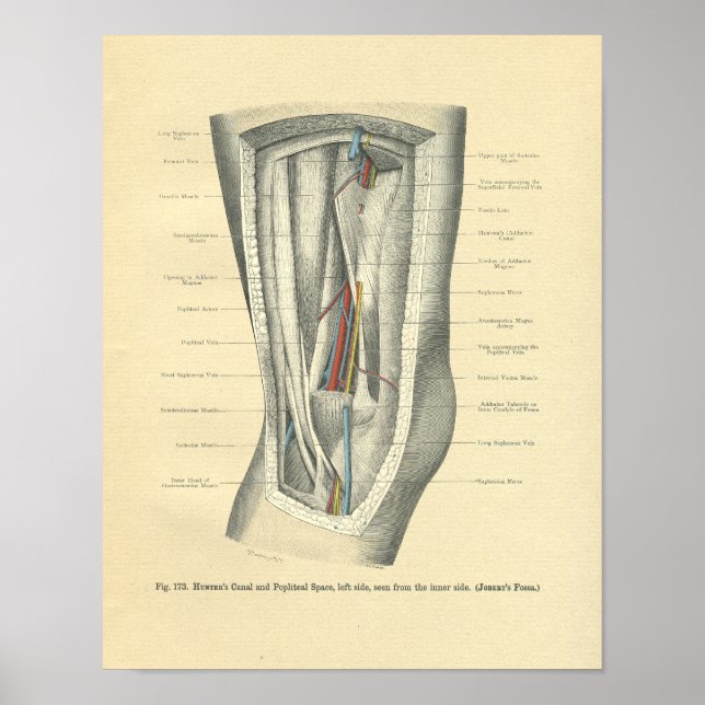 Póster Anatomía de escarcha vendimiosa de rodilla y piern (Frente)
