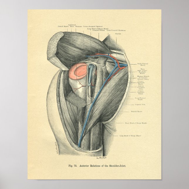 Póster Anatomía de escoba de escarcha de vintage (Frente)