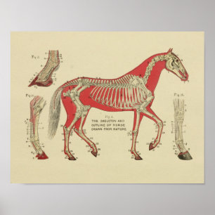 Póster Anatomía de esqueleto de caballo Imprimir 1902