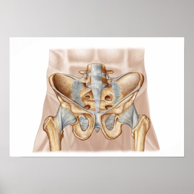 Póster Anatomía De Hueso Pélvico Y Ligaments Humanos (Frente)