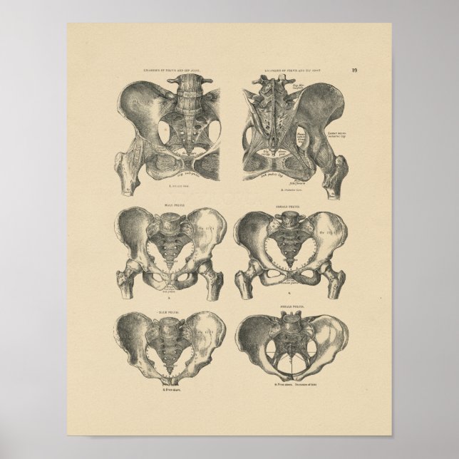 Póster Anatomía de huesos pélvicos vintage 1880 Imprimir (Frente)