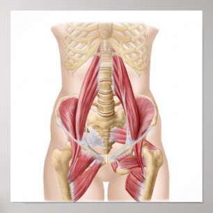 Póster Anatomía de Iliopsoa, los músculos de la cadera