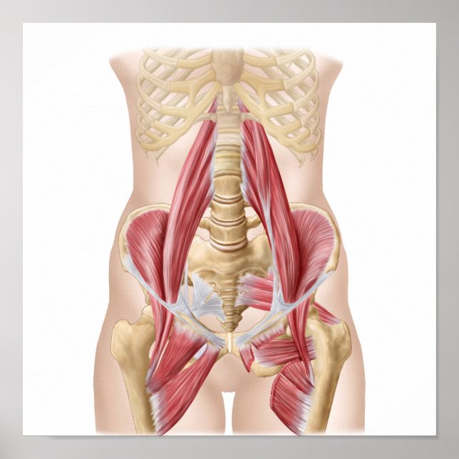 Póster Anatomía De Iliopsoa, Los Músculos Dorsales Del Hi (Frente)
