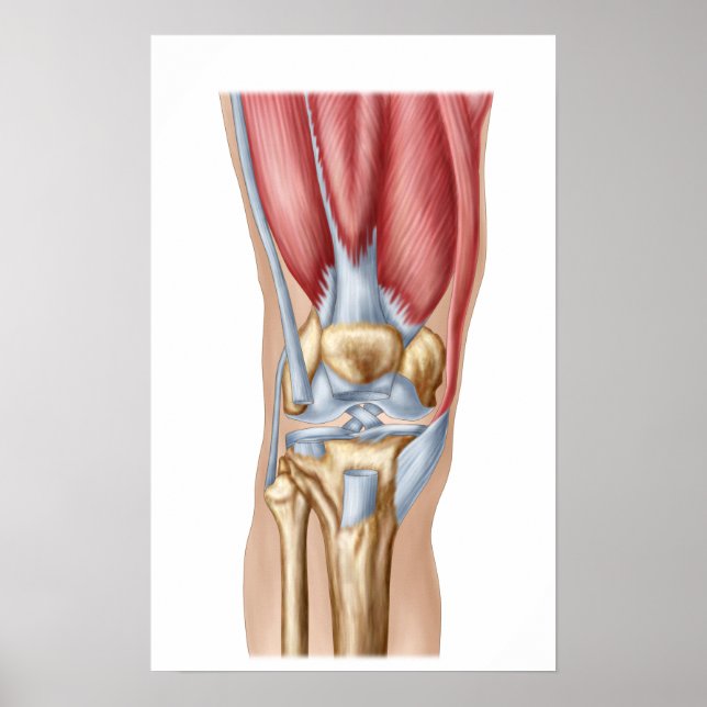 Póster Anatomía De La Articulación De La Knee Humana (Frente)