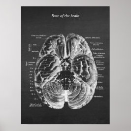 Póster Anatomía de la base de la huella cerebral no.1