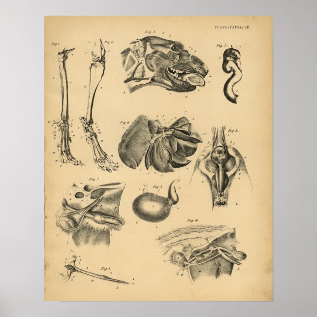 Póster Anatomía de la cabeza de la pierna del perro 1908  (Frente)