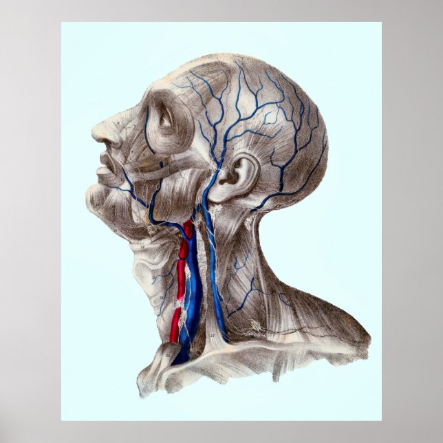 PÓSTER ANATOMÍA DE LA CABEZA HUMANA (Frente)