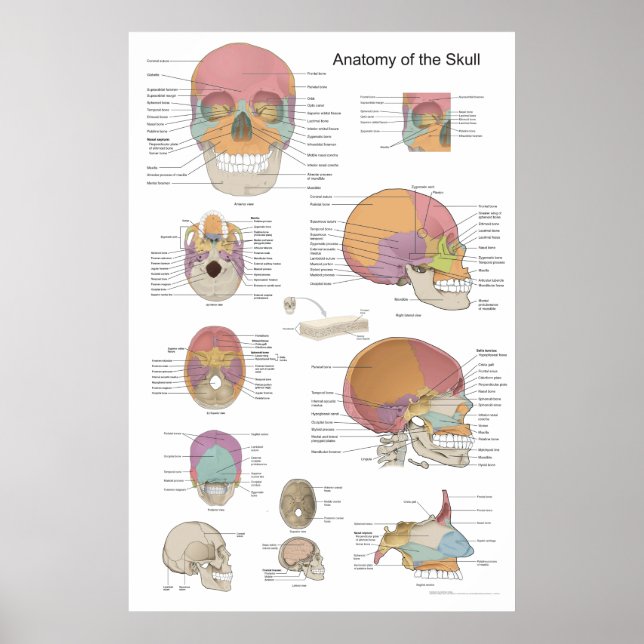 Póster Anatomía de la Calavera Humana 24 X 36 (Frente)