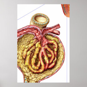 Póster Anatomía de la cápsula glomerular de los arqueros