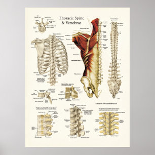 Póster Anatomía de la columna torácica y la vértebra