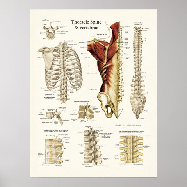 Póster Anatomía de la columna torácica y la vértebra (Frente)