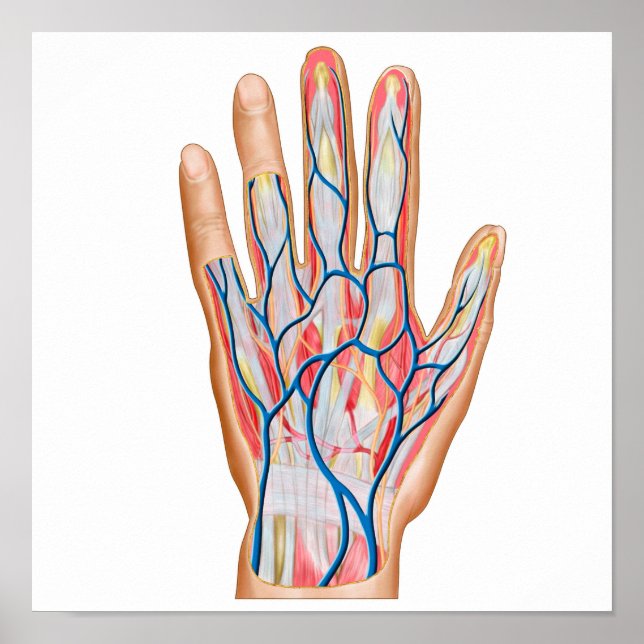 Póster Anatomía De La Espalda De La Mano Humana (Frente)